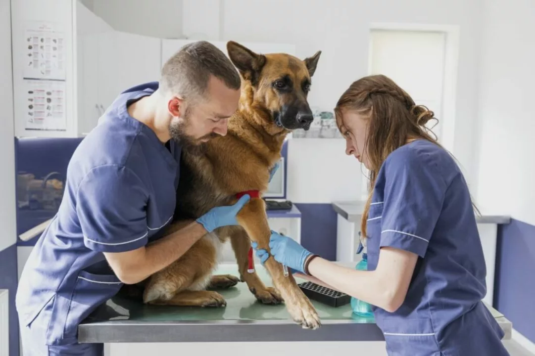Rifampin in Veterinary Medicine: Uses and Considerations for Pets